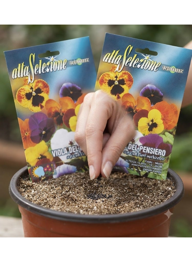 Franchi Pansy Premium Quality Seeds - Image 3