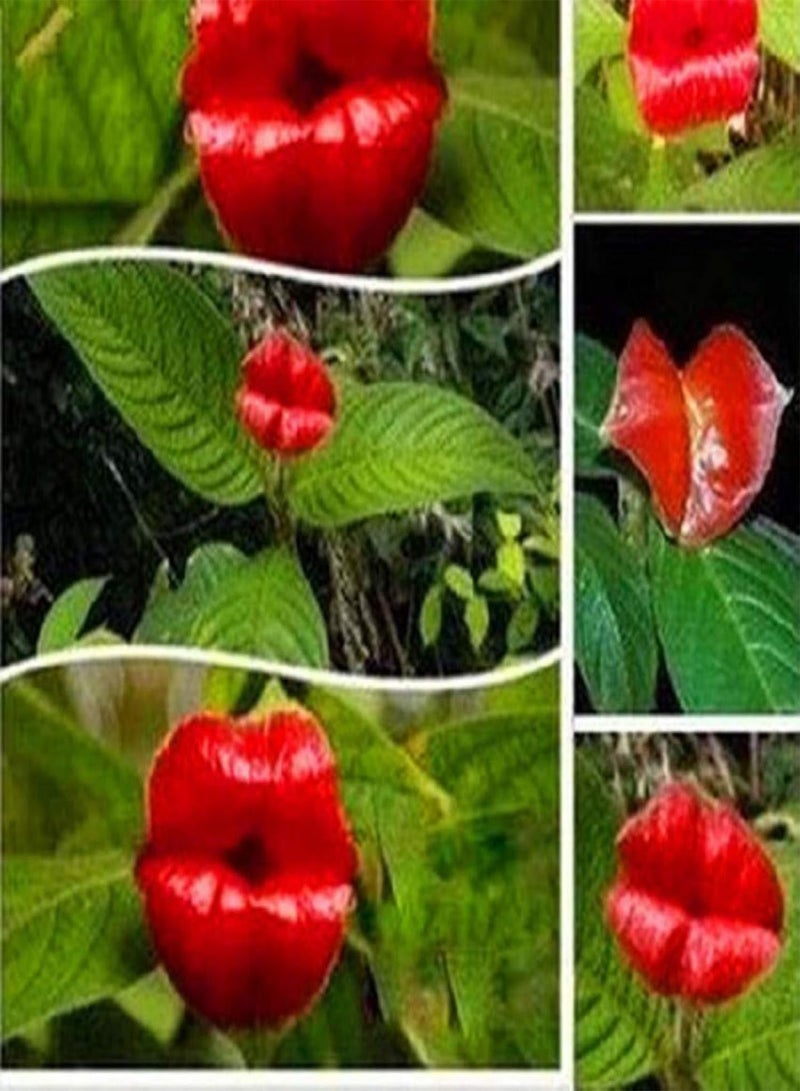 GGOOT seeds Green Plants,50Pcs Red Lip Rare Flower Bonsai Plant Garden Park Psychotria Elata Flower Seeds - Image 1