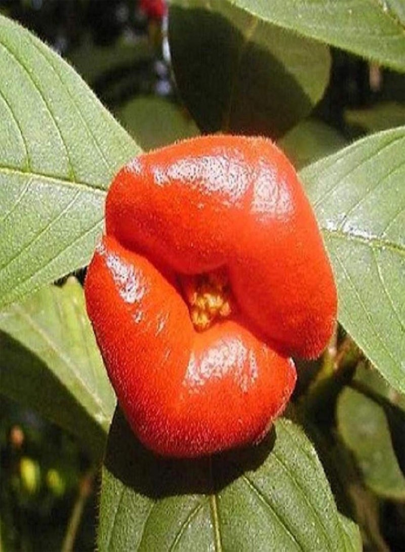 GGOOT seeds Green Plants,50Pcs Red Lip Rare Flower Bonsai Plant Garden Park Psychotria Elata Flower Seeds - Image 5
