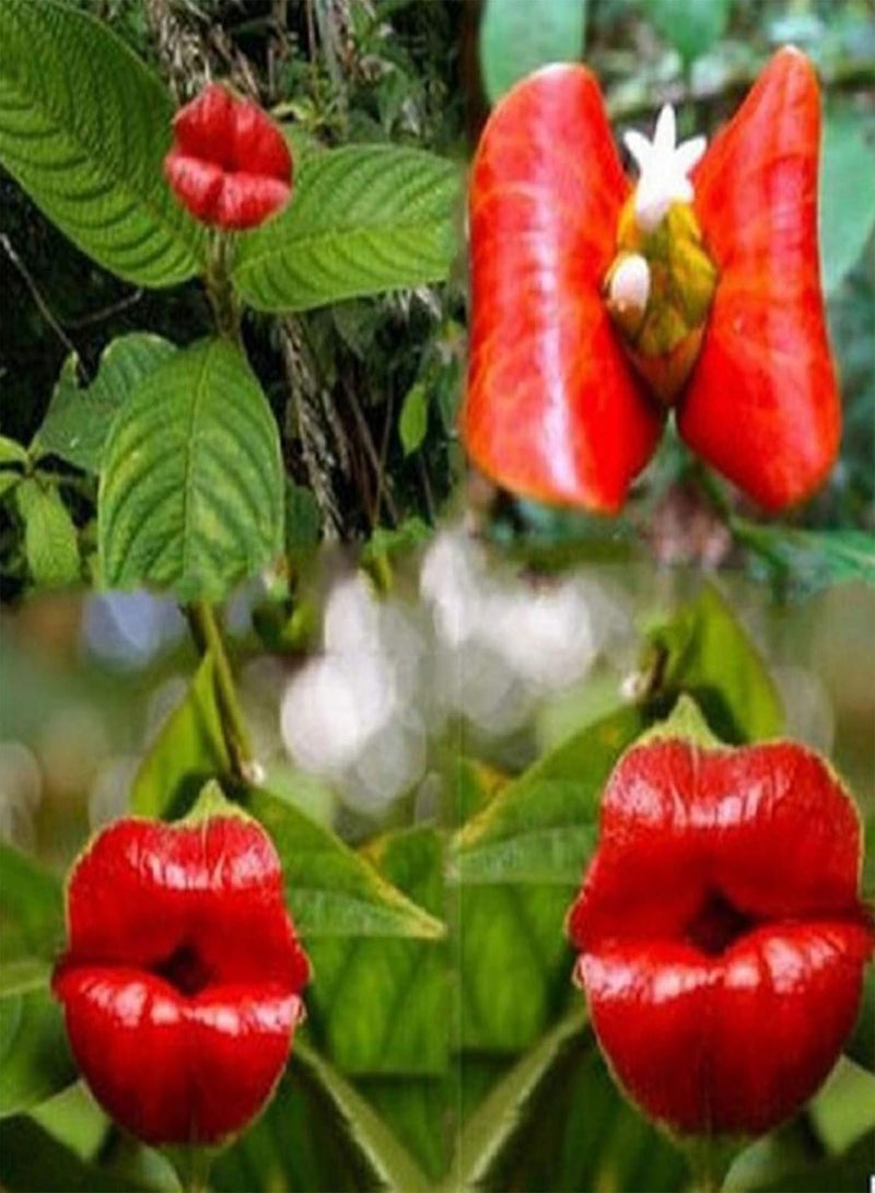 GGOOT seeds Green Plants,50Pcs Red Lip Rare Flower Bonsai Plant Garden Park Psychotria Elata Flower Seeds - Image 2