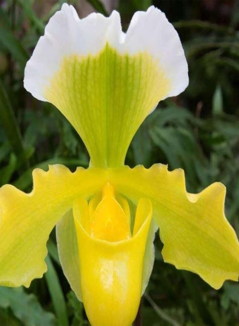 GGOOT Plant Seeds Flower Seeds20Pcs/Bag Cypripedium Corrugatum Seeds Fresh Easy to Plant Mixed Color Pocket Slipper Seeds for Home Flower Seeds for Yard - Image 4