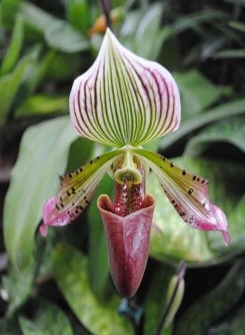 GGOOT Plant Seeds Flower Seeds20Pcs/Bag Cypripedium Corrugatum Seeds Fresh Easy to Plant Mixed Color Pocket Slipper Seeds for Home Flower Seeds for Yard - Image 2