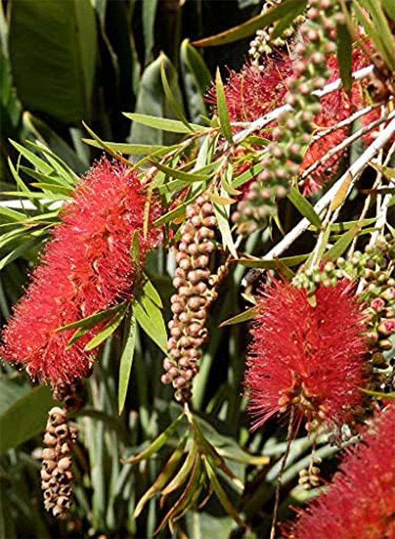 GGOOT seeds 50pcs Betula pendula Plant