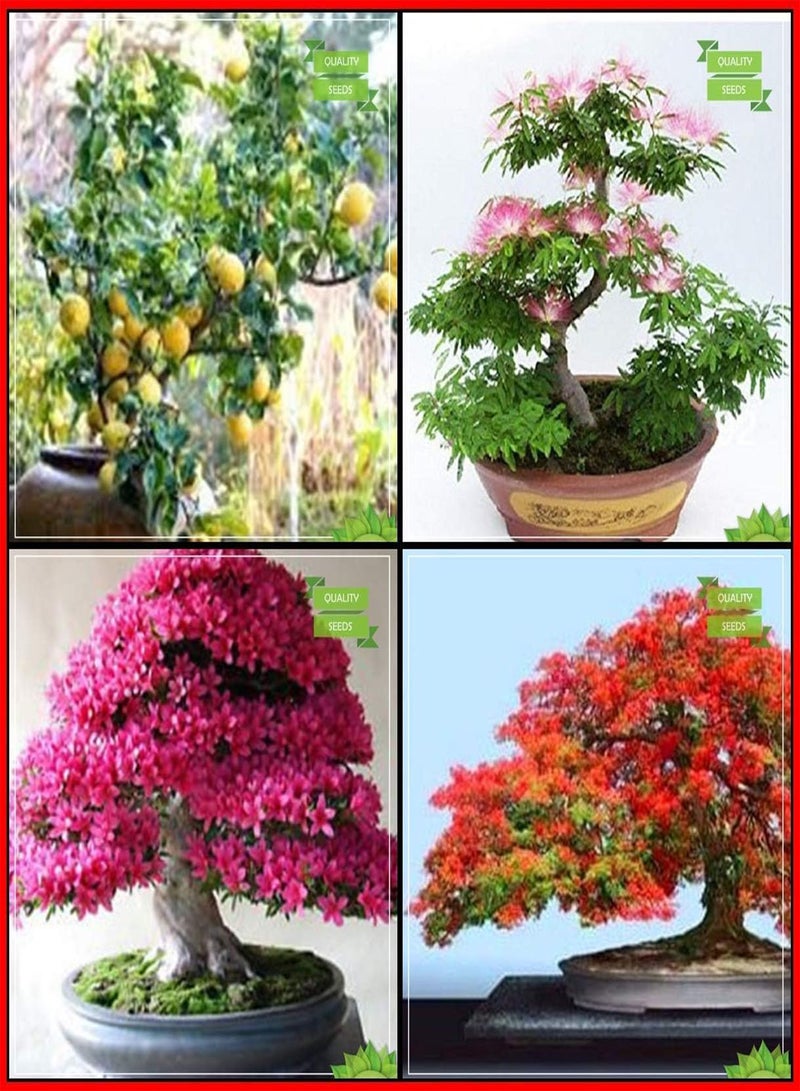 GGOOT . Semi Combo Pack Frutta Seeds: Limone, Rosa Siris, Azalea, Gulmohar Adatto Agero Kitchen Garden Confezione