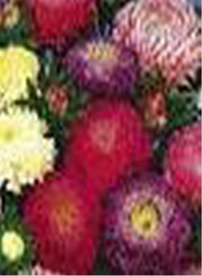 GGOOT Aster- Powderpuff Mix-China Mix- 100 Seeds - Image 1