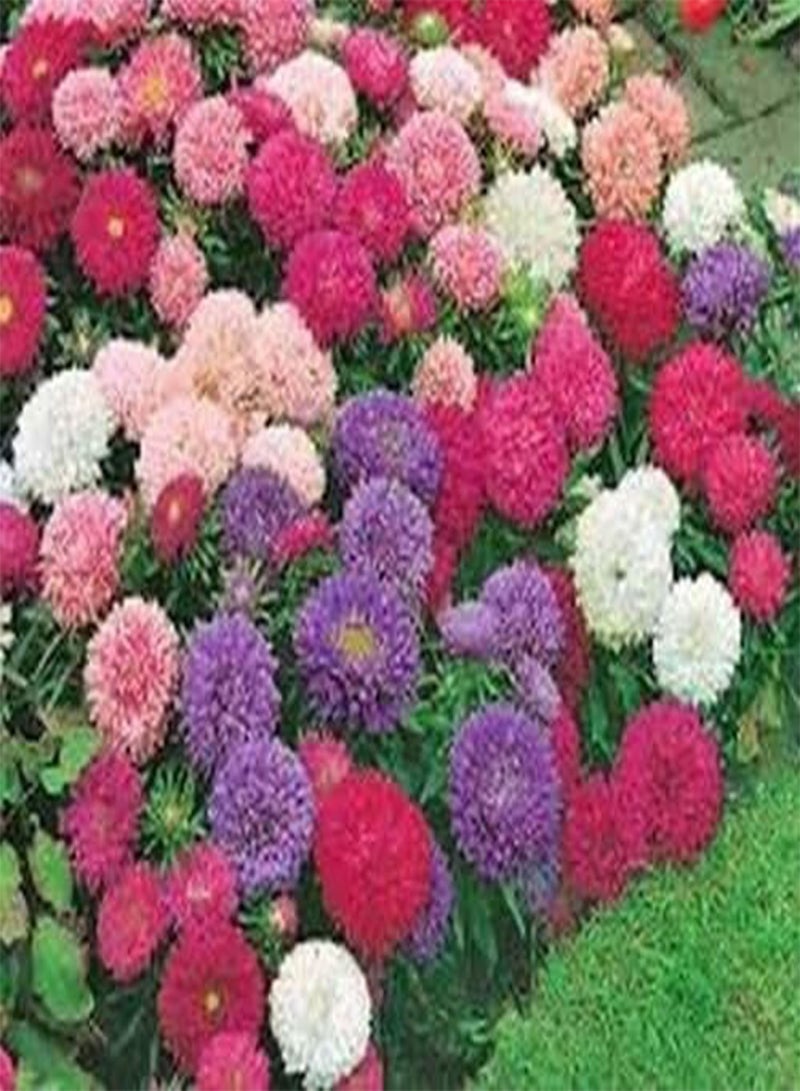 GGOOT Aster- Powderpuff Mix-China Mix- 100 Seeds - Image 2