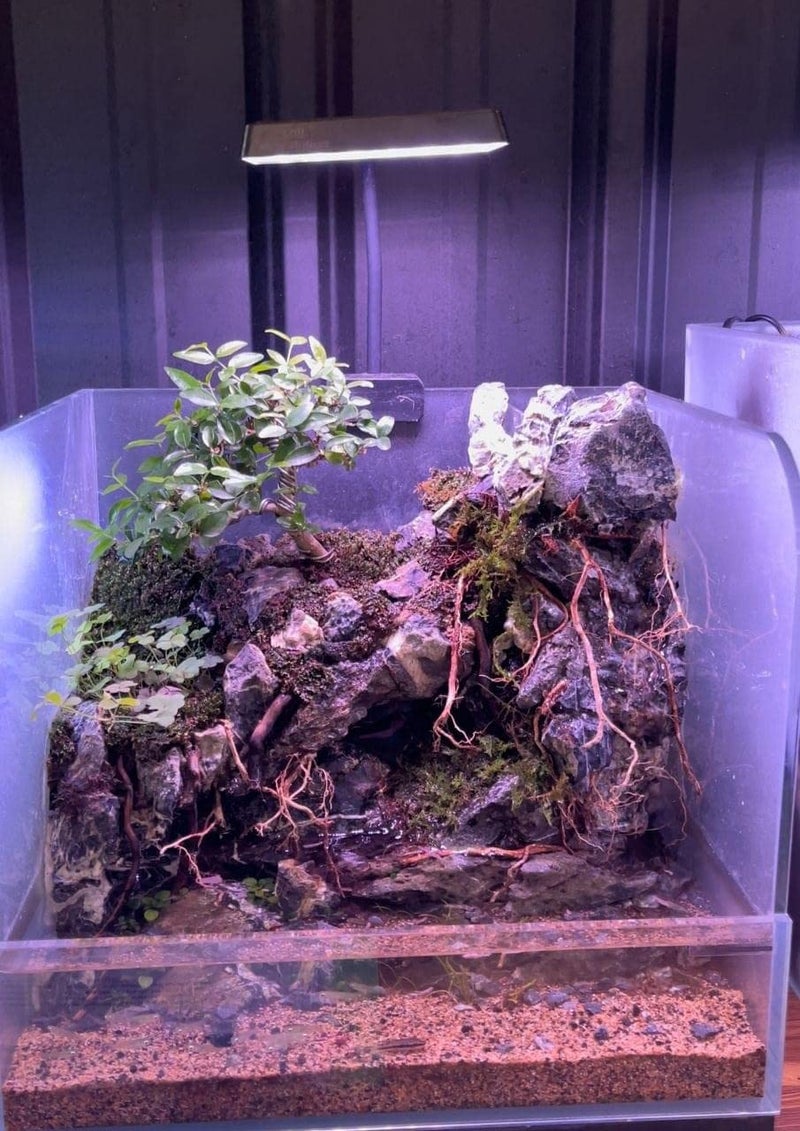 VAYINATO نيوا هيليوس فلات نانو S3 بلس، 13 واط ضوء LED كامل الطيف لحوض السمك المزروع من بيتزلايف وورلد - Image 5