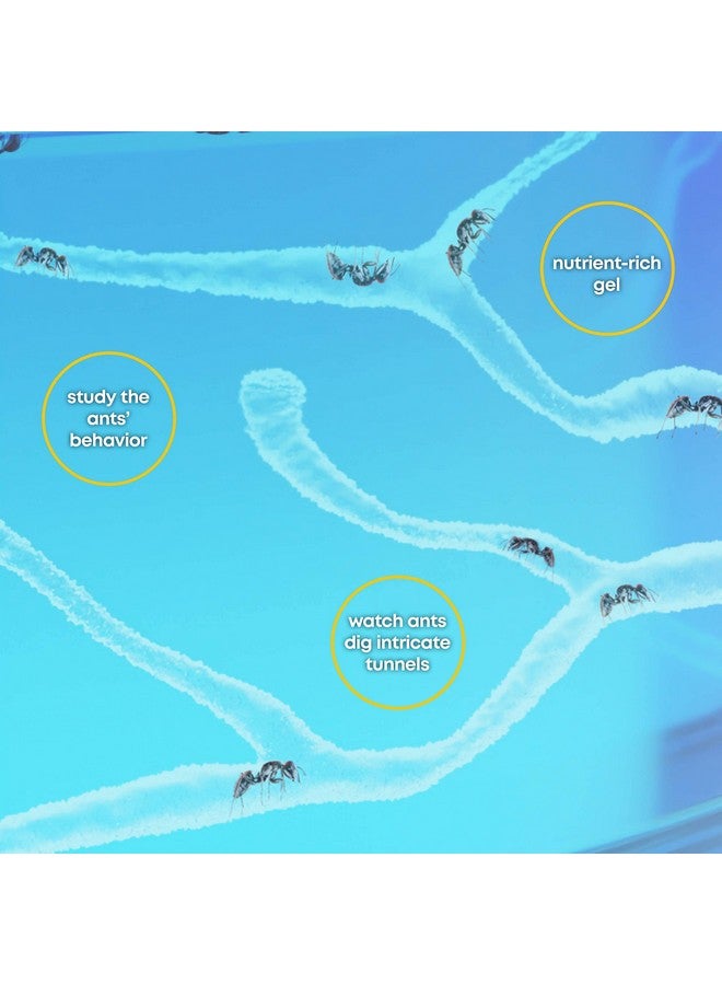 دان آند دارسى مجموعة تررم مزرعة النمل المضيئة للأطفال - موئل للنمل الحي مع جل غني بالمغذيات - شاهد النمل يحفر أنفاقه - تعلم الطبيعة، ألعاب علمية، هدية تجريبية للأولاد والبنات - Image 3