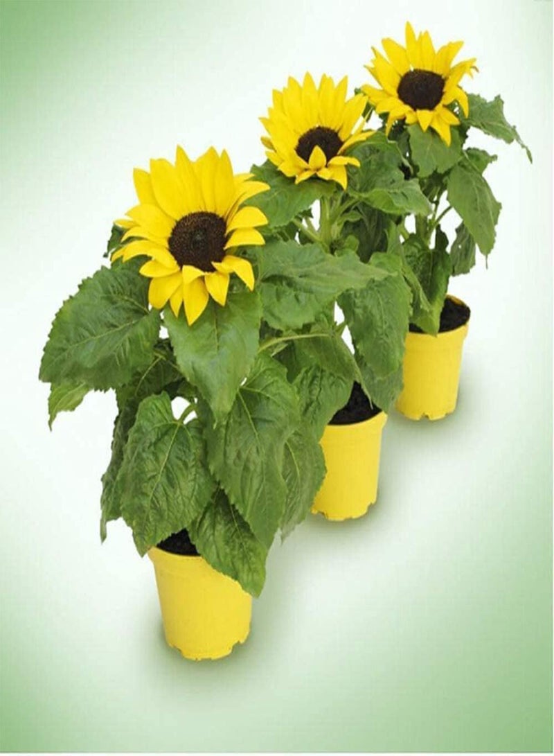 GGOOT 60pcs Sunflower Seeds Simple Natural Annual Sunflower Flowers for Patio Garden Terrace Planting Easy to Take Care of A Sense of Accomplishment - Image 3