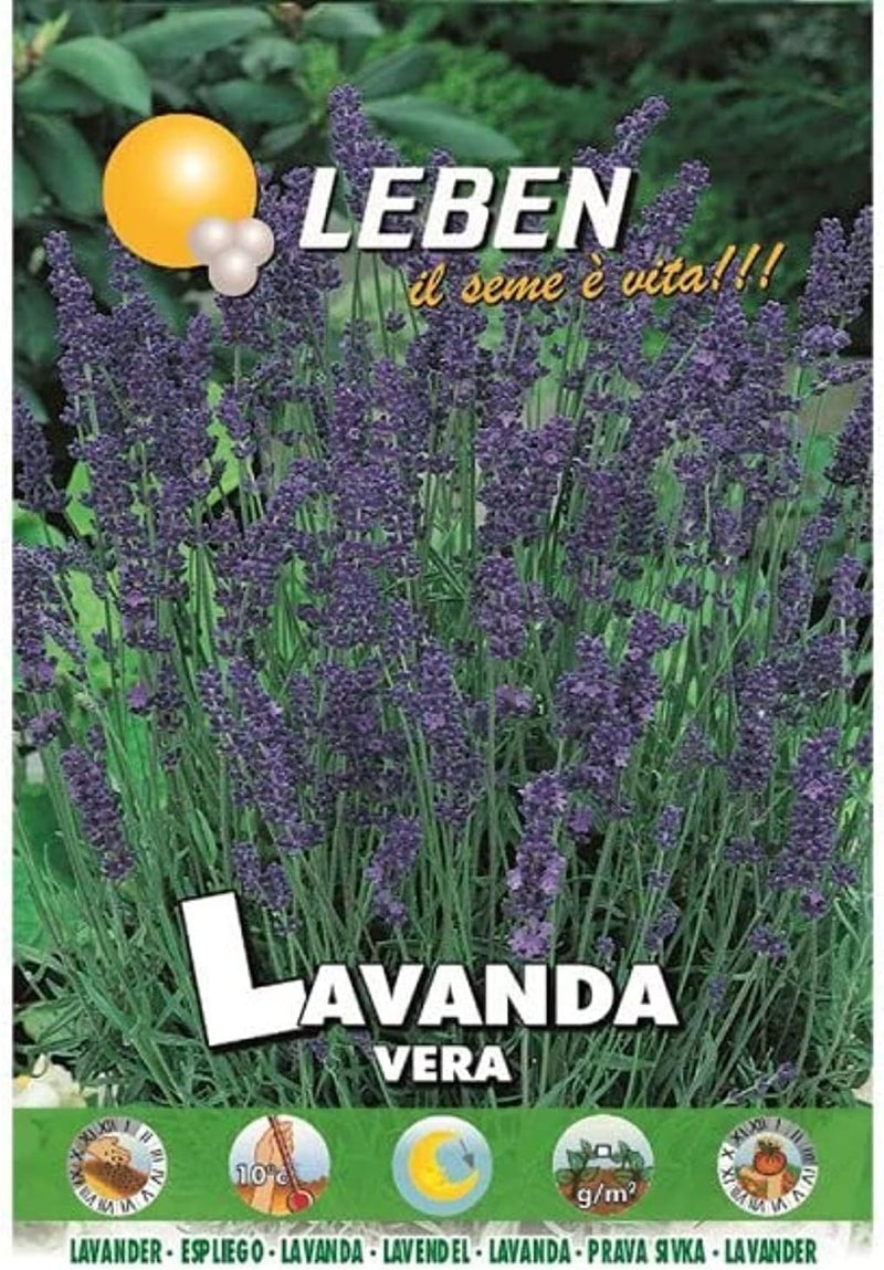 general Lavanda Vera Premium Quality Lavender Seeds by Leben - Fragrant Perennial Plant for Garden Care - Image 1