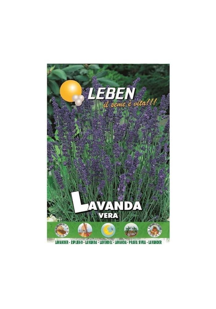 general Lavanda Vera Premium Quality Lavender Seeds by Leben - Fragrant Perennial Plant for Garden Care - Image 2