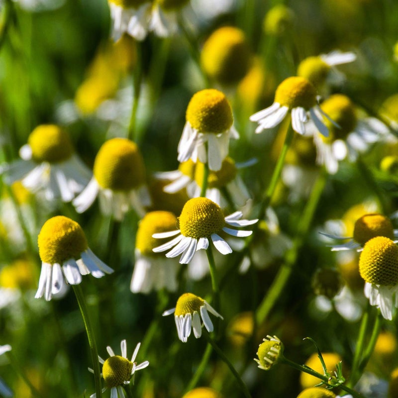 Outsidepride 5000 Seeds Perennial German Chamomile Herb Garden Seed for Planting - Image 1
