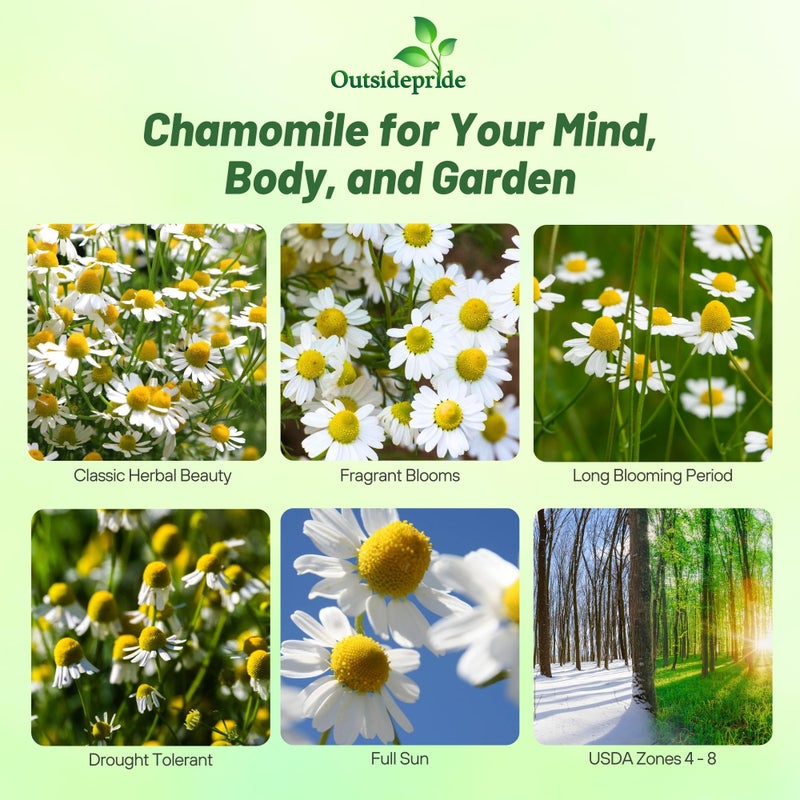 Outsidepride 5000 Seeds Perennial German Chamomile Herb Garden Seed for Planting - Image 2
