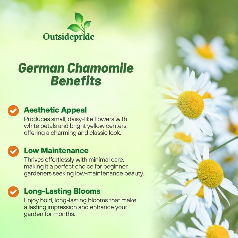 Outsidepride 5000 Seeds Perennial German Chamomile Herb Garden Seed for Planting - Image 3