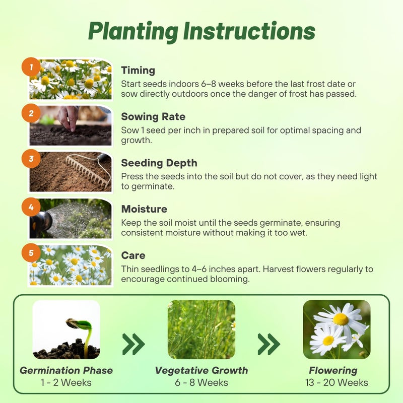 Outsidepride 5000 Seeds Perennial German Chamomile Herb Garden Seed for Planting - Image 5
