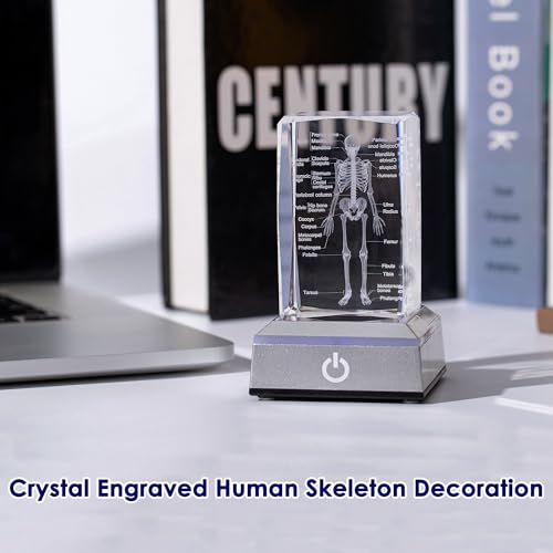 IFOLAINA 3D Human Skeleton Model Anatomy Gifts Crystal Labeled Skeleton Model Medical Figurines Bone Doctor Stuff Named Laser Engraved Gift for Med Biology Students - Image 3