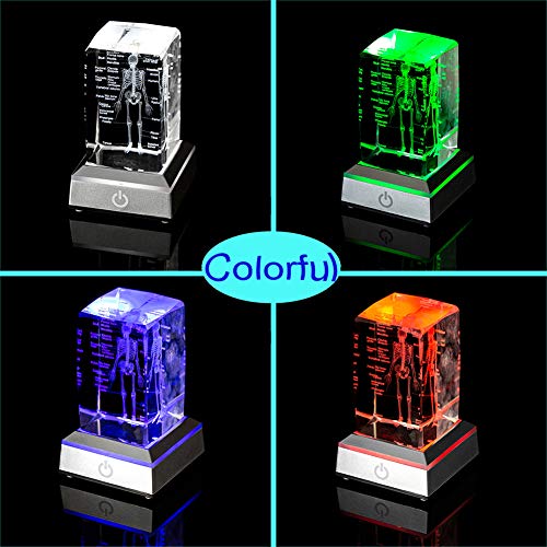 IFOLAINA 3D Human Skeleton Model Anatomy Gifts Crystal Labeled Skeleton Model Medical Figurines Bone Doctor Stuff Named Laser Engraved Gift for Med Biology Students - Image 4
