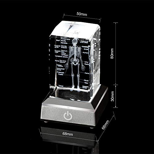 IFOLAINA 3D Human Skeleton Model Anatomy Gifts Crystal Labeled Skeleton Model Medical Figurines Bone Doctor Stuff Named Laser Engraved Gift for Med Biology Students - Image 2