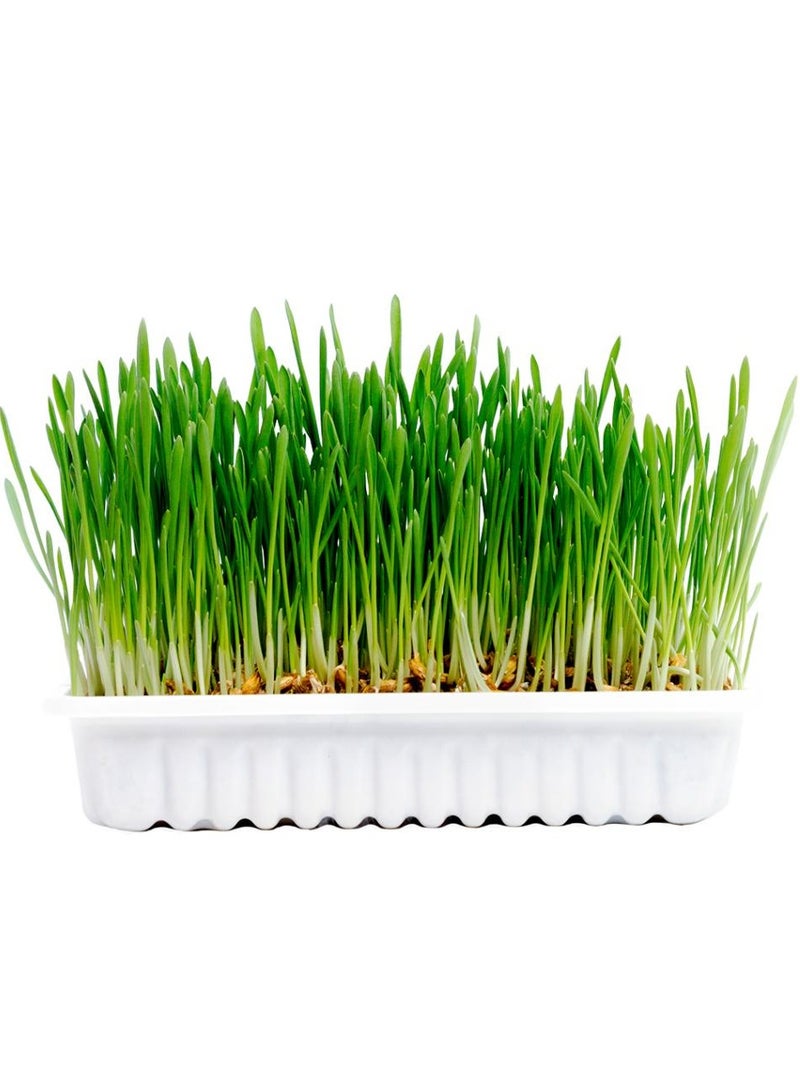 duvo Plus Cat Gross Kit For growing Healthy Cat Grass 70g - Image 2