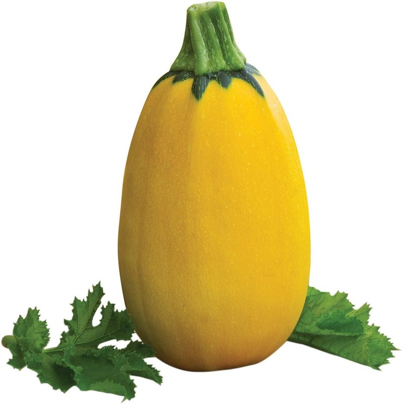 Burpee Golden Egg Summer Squash Seeds 25 seeds - Image 1