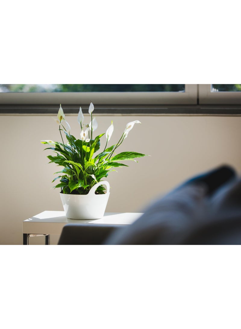 IDEL Indoor Plant Pots with Handles Jenny 3L,-22X11 – Durable Plastic Flower Pots in Multiple Colors – Stylish Indoor Gardening Planters for Home & Office - Made in Italy - by Idel - Image 4