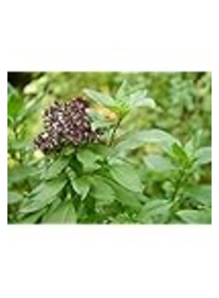 MIRFA Naturally Dried Marua (Sweet Marjoram) Herbal Plant Flowers - Image 5