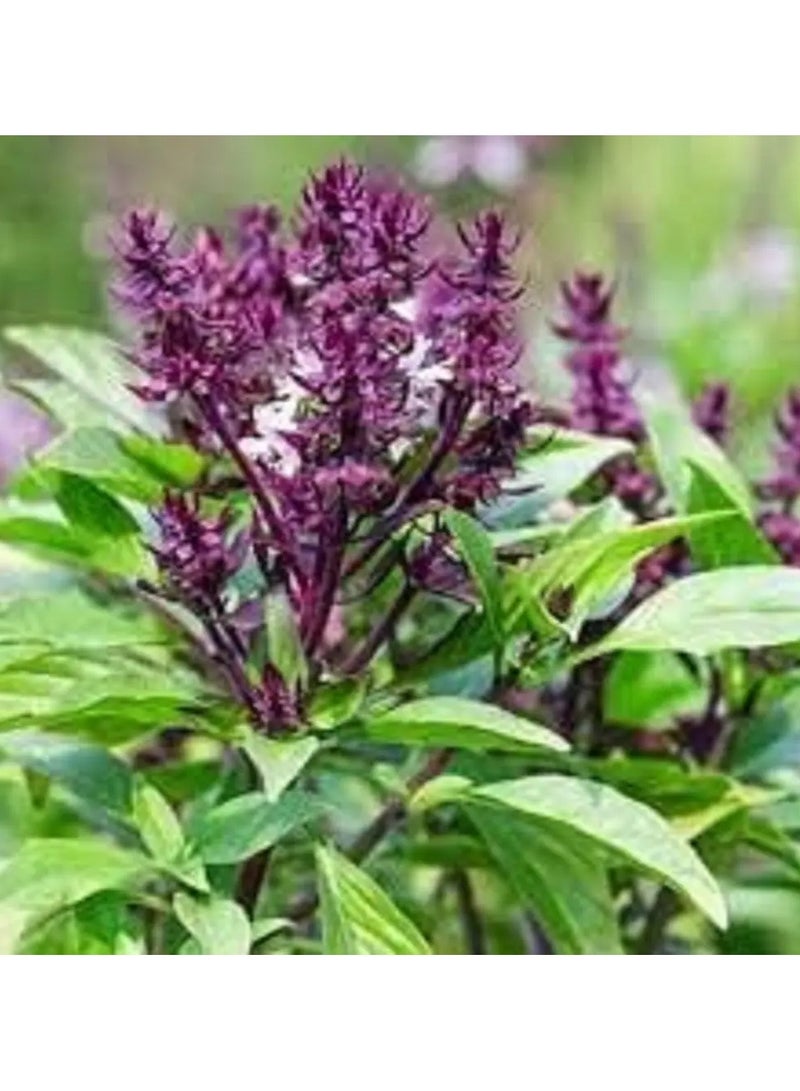 MIRFA Naturally Dried Marua (Sweet Marjoram) Herbal Plant Flowers - Image 4