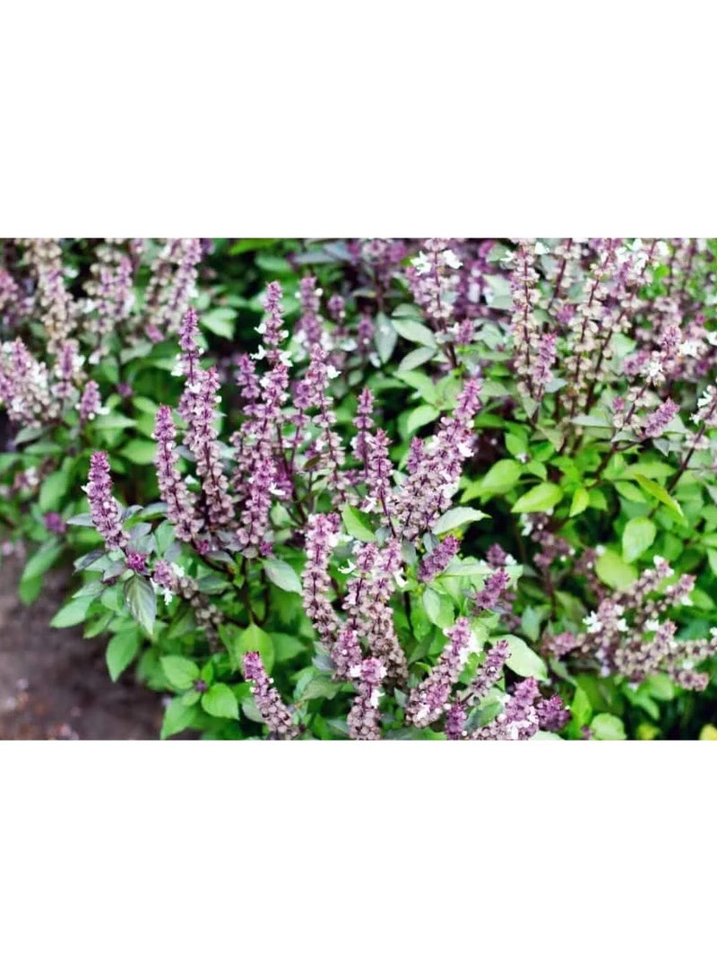MIRFA Naturally Dried Marua (Sweet Marjoram) Herbal Plant Flowers - Image 3