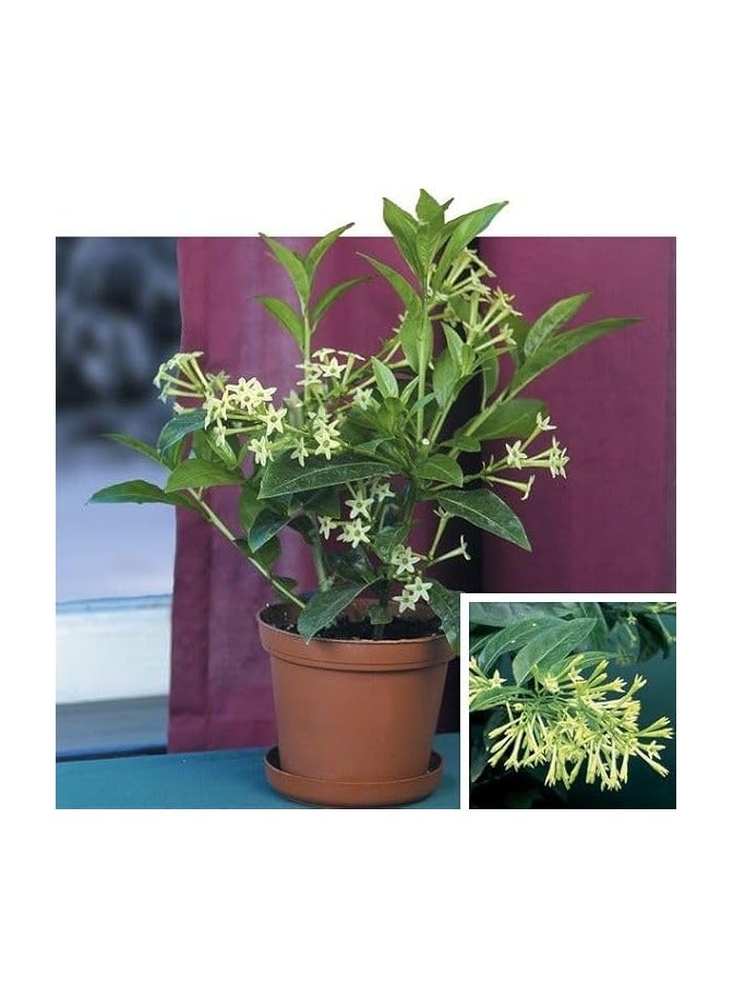 نبات ليلي من سيستروم - مسك ليلي - Image 2