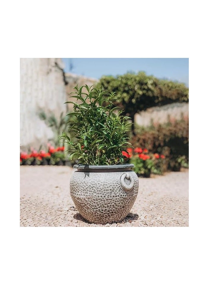 نبات ليلي من سيستروم - مسك ليلي - Image 1