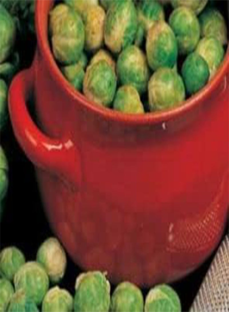 GGOOT 210 Seeds of Brussel Sprout Groninger