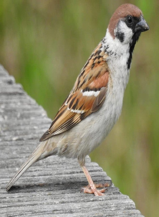 Parrots Wizard عبوة كومبو من باروتس ويزارد، مكعبات المعادن الطبيعية للببغاوات (210 جم) وطعام الطيور كانجني (1900 جم) - Image 3