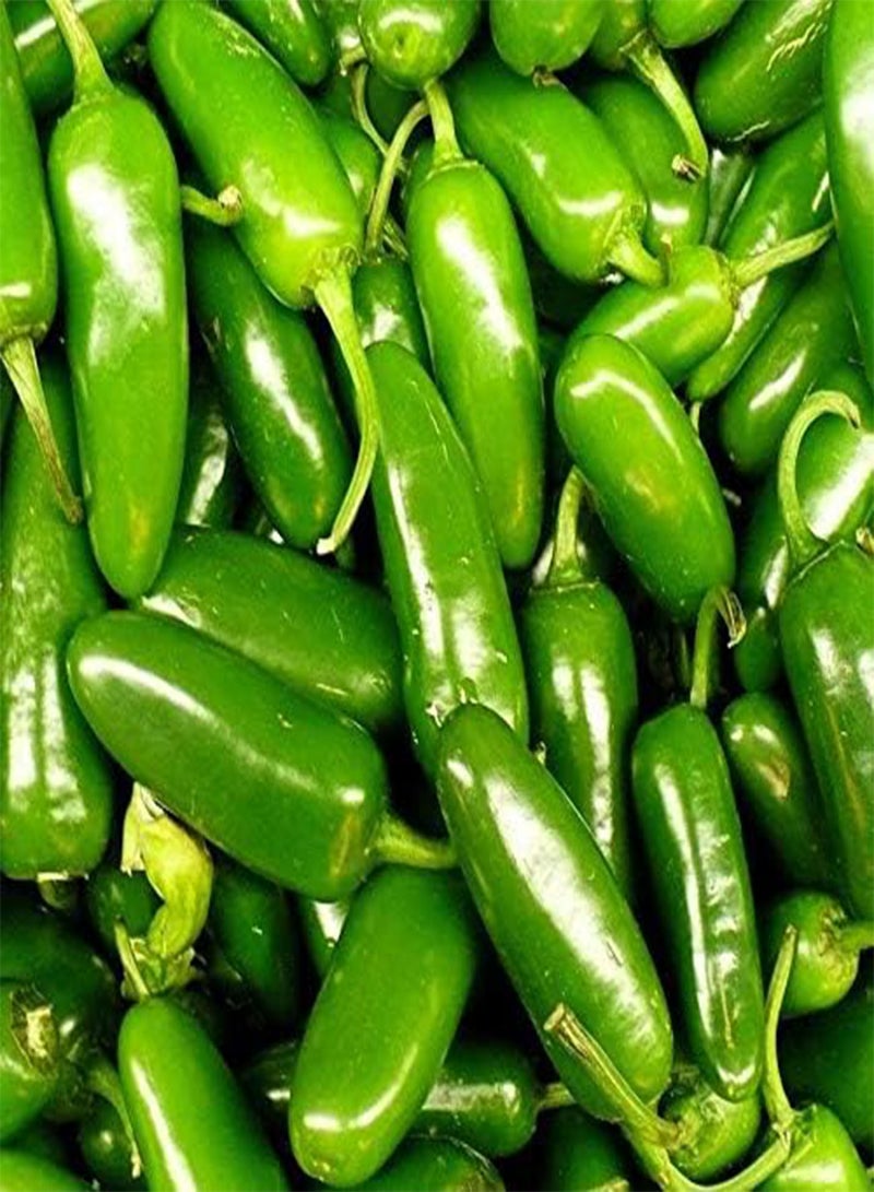 GGOOT Fresh Seeds - Jalapeno Pepper 50+ Seeds