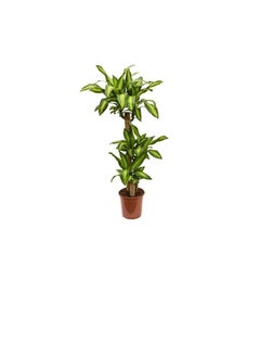 DUBAI GARDEN CENTRE Dubai Garden Centre Dracaena Massangeana Plant, 170 cm Height, Green  - Image 2