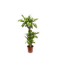 DUBAI GARDEN CENTRE Dubai Garden Centre Dracaena Massangeana Plant, 170 cm Height, Green  - Image 1