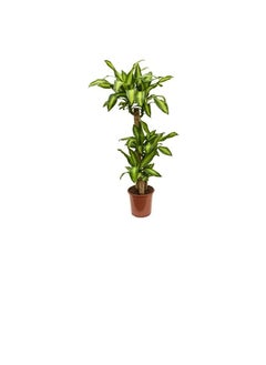 DUBAI GARDEN CENTRE Dubai Garden Centre Dracaena Massangeana Plant, 170 cm Height, Green  - Image 3