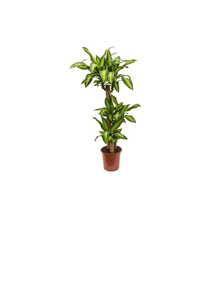 DUBAI GARDEN CENTRE Dubai Garden Centre Dracaena Massangeana Plant, 170 cm Height, Green  - Image 3