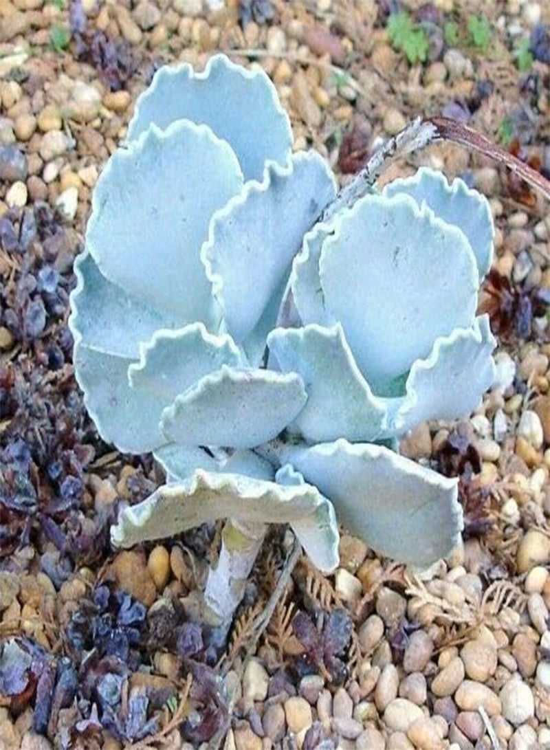 GGOOT Cotyledon Undulata, ice Plant Succulent Silver Ruffles Living Rock Seed 20 Seeds