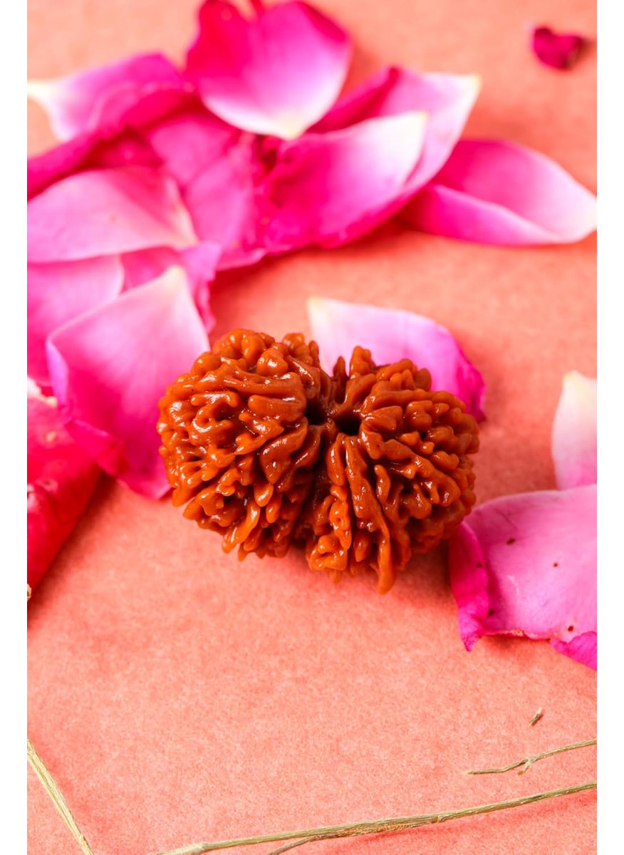Studio Vaidik Studio Vaidik 1 mukhi Lab Certified Original Natural Rudraksha for Meditation And Prayer Protection Chakra Balancing Spiritual Growth And Diy Pooja Supplies  - Image 1