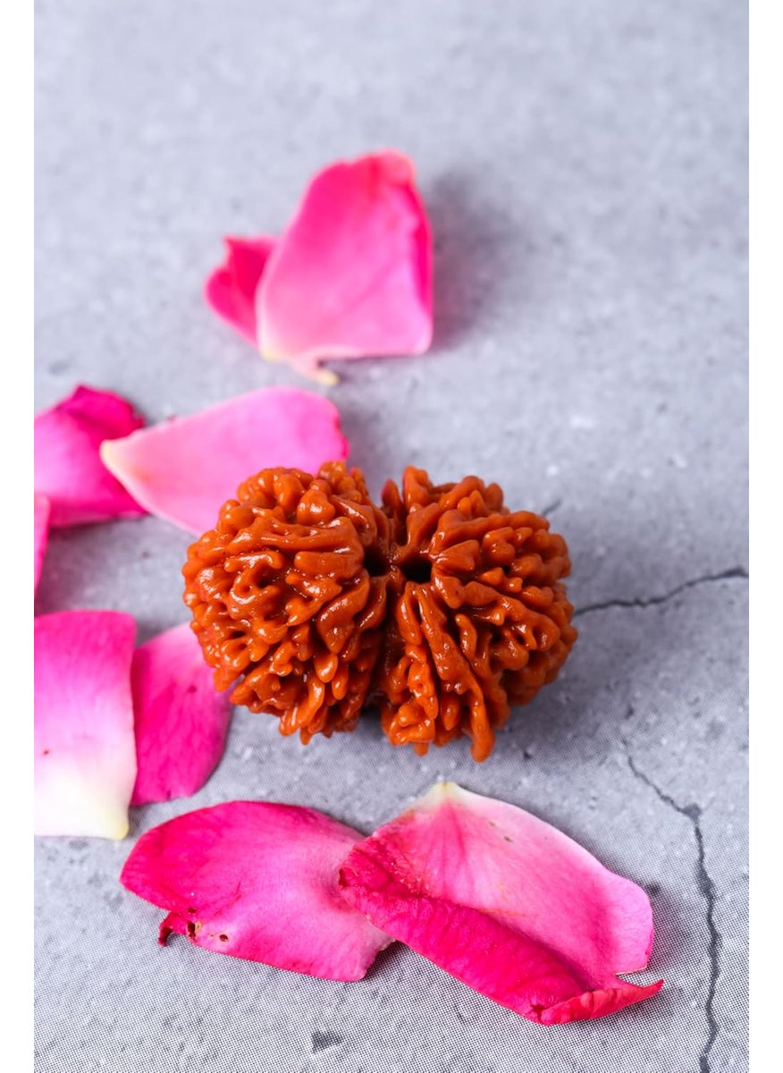 Studio Vaidik Studio Vaidik 1 mukhi Lab Certified Original Natural Rudraksha for Meditation And Prayer Protection Chakra Balancing Spiritual Growth And Diy Pooja Supplies  - Image 4