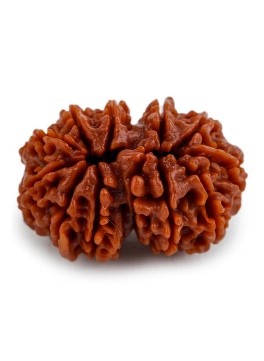 Studio Vaidik Studio Vaidik 1 mukhi Lab Certified Original Natural Rudraksha for Meditation And Prayer Protection Chakra Balancing Spiritual Growth And Diy Pooja Supplies  - Image 5