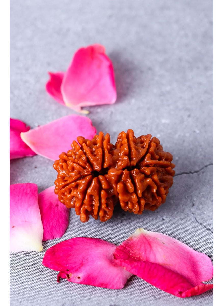 Studio Vaidik Studio Vaidik 1 mukhi Lab Certified Original Natural Rudraksha for Meditation And Prayer Protection Chakra Balancing Spiritual Growth And Diy Pooja Supplies  - Image 3