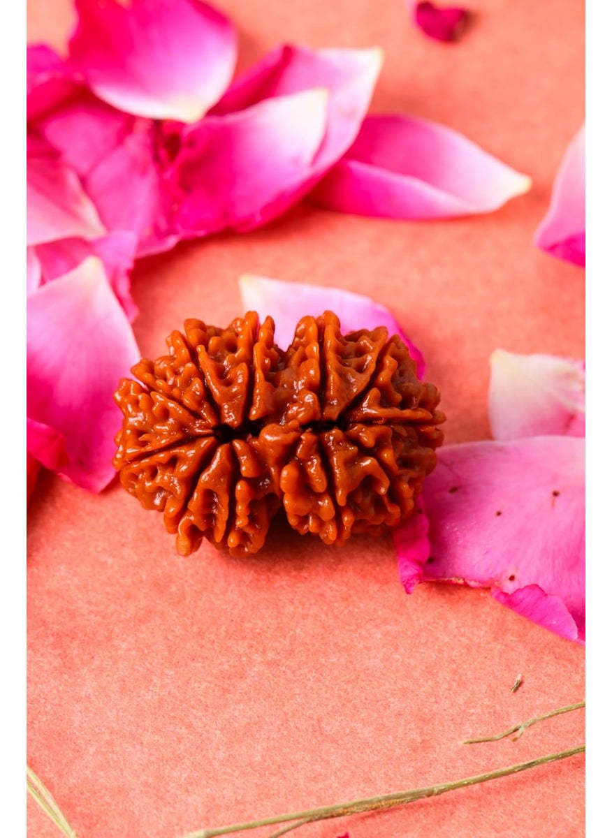 Studio Vaidik Studio Vaidik 1 mukhi Lab Certified Original Natural Rudraksha for Meditation And Prayer Protection Chakra Balancing Spiritual Growth And Diy Pooja Supplies  - Image 2