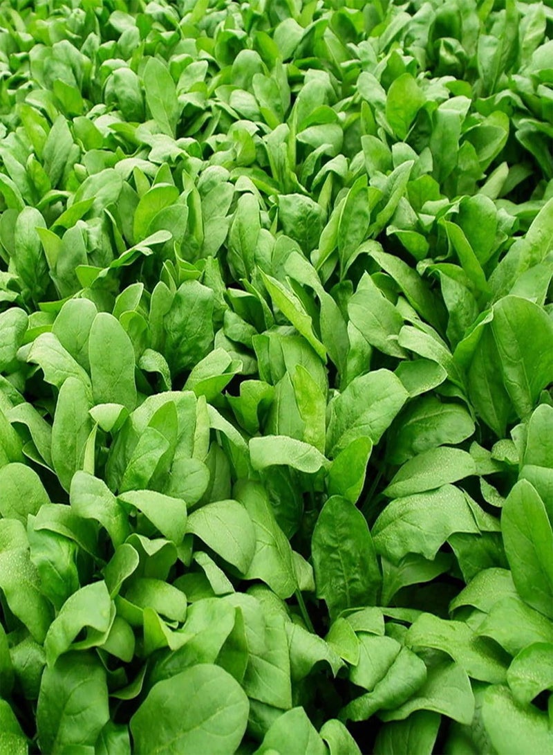 جي جوت 100 قطعة من بذور السبانخ، بذور سبانخ خضراء مغذية وصحية ولذيذة للاستخدام المنزلي وبذور خضراوات للحديقة - Image 4