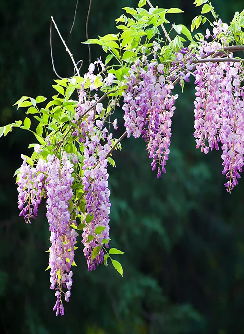 GGOOT 50Pcs Wisteria Sinensis Plant Seeds Fast-Growing Purple Flower Chinese Wisterias Climbing Wisteria Tree Seeds High Germination Rate Easy to Plant Seed - Image 4