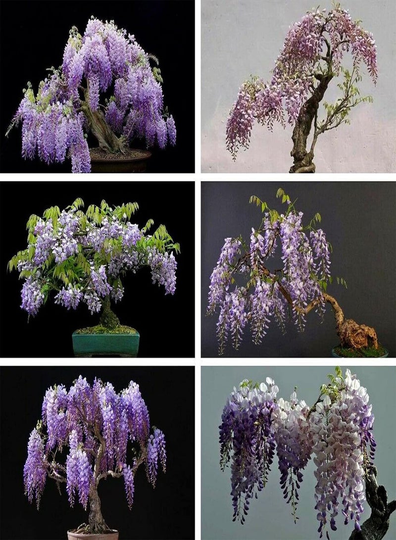 GGOOT 50Pcs Wisteria Sinensis Plant Seeds Fast-Growing Purple Flower Chinese Wisterias Climbing Wisteria Tree Seeds High Germination Rate Easy to Plant Seed - Image 3