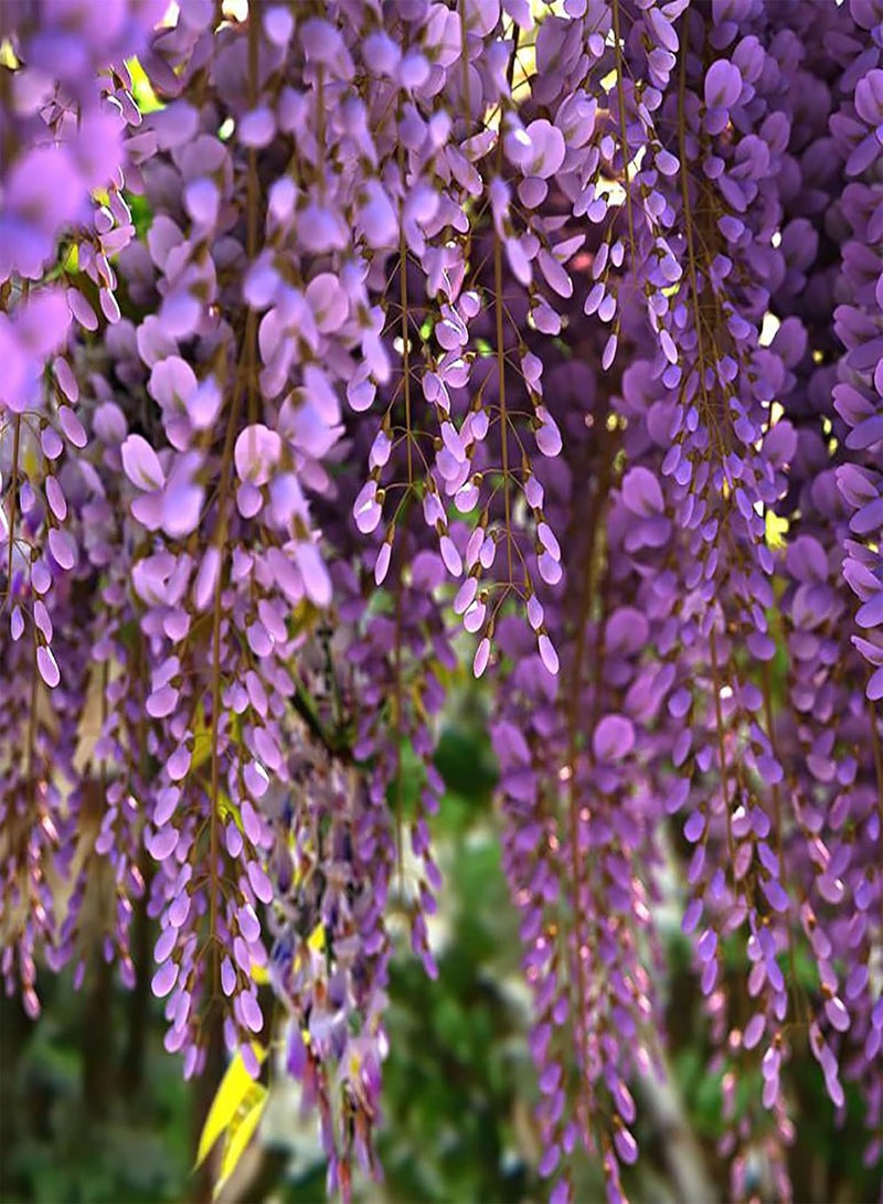 GGOOT 50Pcs Wisteria Sinensis Plant Seeds Fast-Growing Purple Flower Chinese Wisterias Climbing Wisteria Tree Seeds High Germination Rate Easy to Plant Seed - Image 5