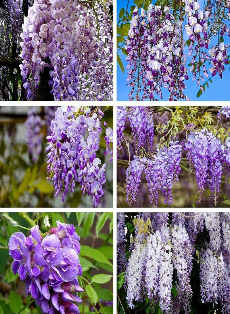 GGOOT 50Pcs Wisteria Sinensis Plant Seeds Fast-Growing Purple Flower Chinese Wisterias Climbing Wisteria Tree Seeds High Germination Rate Easy to Plant Seed - Image 2
