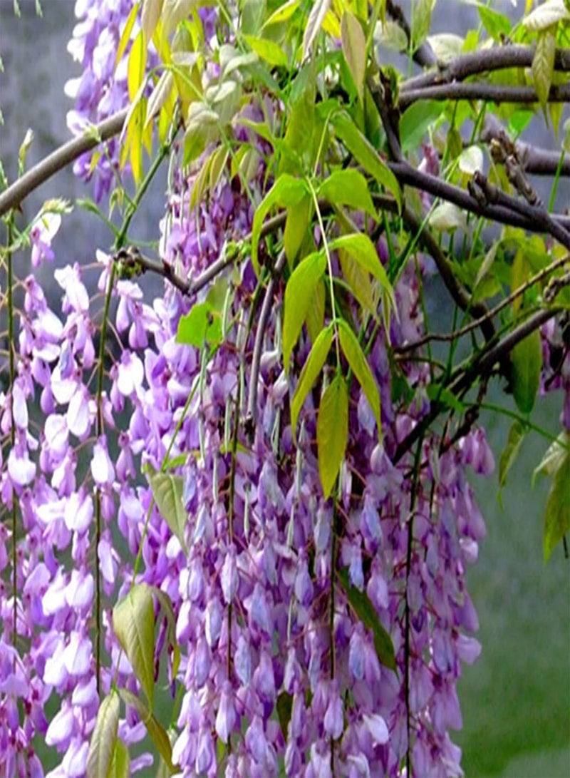 GGOOT 50Pcs Wisteria Sinensis Plant Seeds Fast-Growing Purple Flower Chinese Wisterias Climbing Wisteria Tree Seeds High Germination Rate Easy to Plant Seed - Image 1