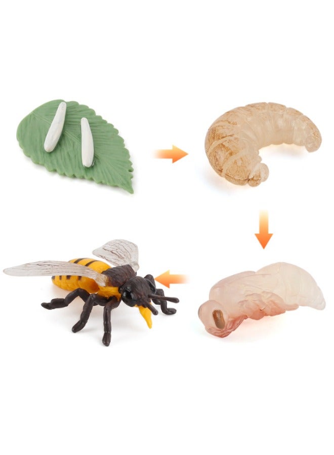 4PCS Bee Growth Cycle Model Figure, Realistic Animal Figurines, Animal Growth Cycle Biological Model, Lifelike Bee Life Cycle Model Set for Kids Education, Learning Gifts, Party Favors - Image 1